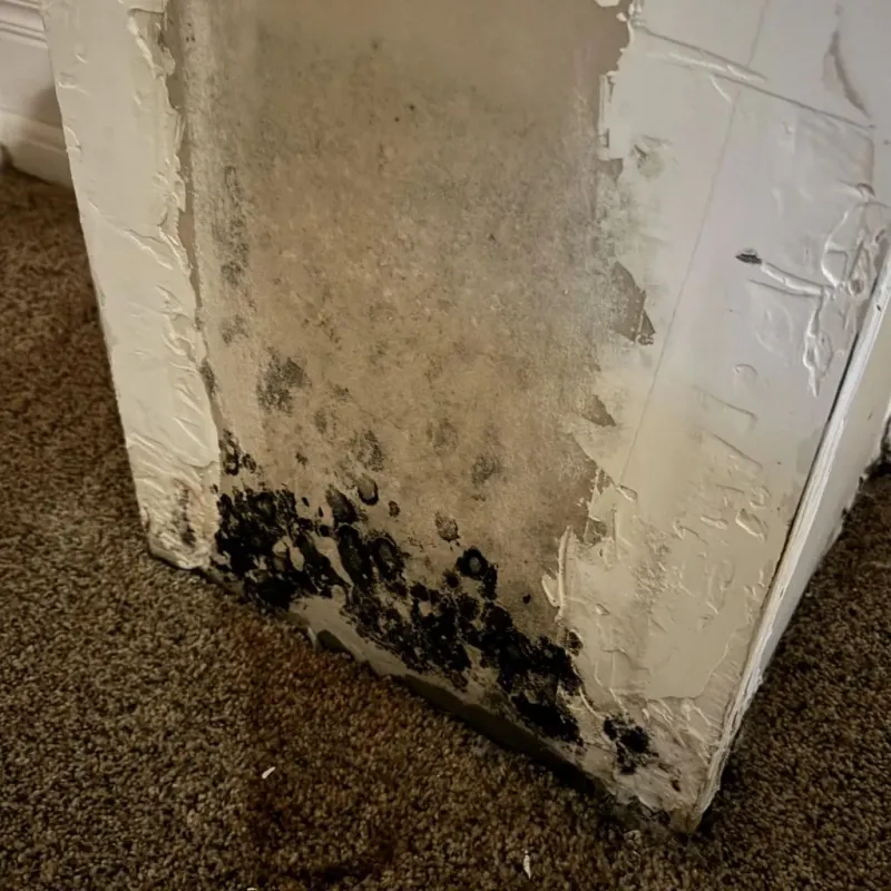Professional Mold Removal in Fountain Valley, CA